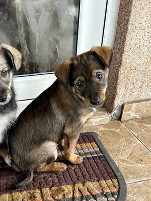 Sani möchte gerne Dein Herz erobern, Mischling Welpen - Hündin