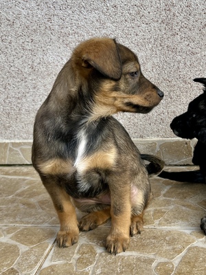 Sani möchte gerne Dein Herz erobern, Mischling Welpen - Hündin