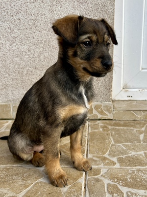 Sani möchte gerne Dein Herz erobern, Mischling Welpen - Hündin