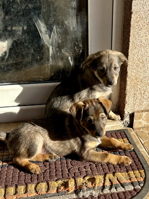 Sani möchte gerne Dein Herz erobern, Mischling Welpen - Hündin