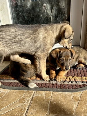 Sani möchte gerne Dein Herz erobern, Mischling Welpen - Hündin