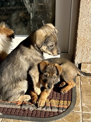 Sani möchte gerne Dein Herz erobern, Mischling Welpen - Hündin