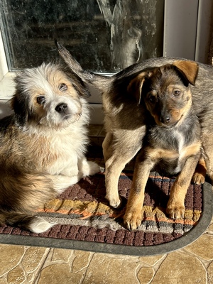 Sani möchte gerne Dein Herz erobern, Mischling Welpen - Hündin