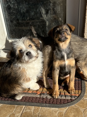 Sani möchte gerne Dein Herz erobern, Mischling Welpen - Hündin