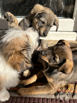 Sani möchte gerne Dein Herz erobern, Mischling Welpen - Hündin