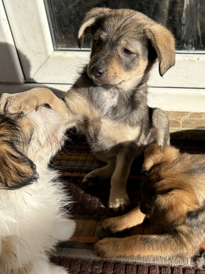 Sani möchte gerne Dein Herz erobern, Mischling Welpen - Hündin