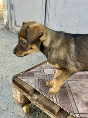 Sani möchte gerne Dein Herz erobern, Mischling Welpen - Hündin