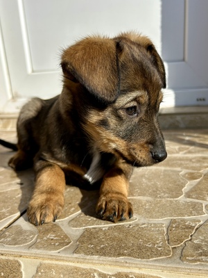 Sani möchte gerne Dein Herz erobern, Mischling Welpen - Hündin