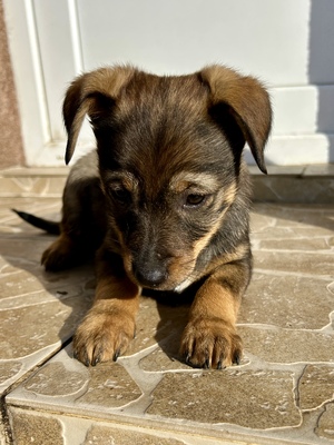 Sani möchte gerne Dein Herz erobern, Mischling Welpen - Hündin