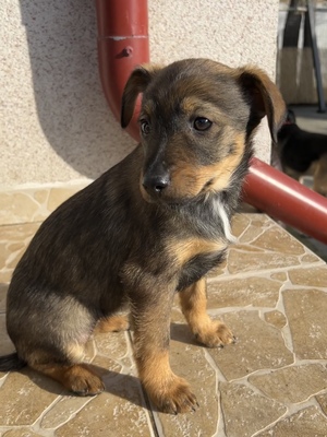 Sani möchte gerne Dein Herz erobern, Mischling Welpen - Hündin