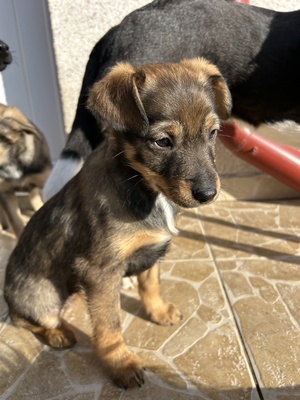 Sani möchte gerne Dein Herz erobern, Mischling Welpen - Hündin