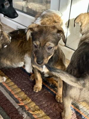 Sani möchte gerne Dein Herz erobern, Mischling Welpen - Hündin
