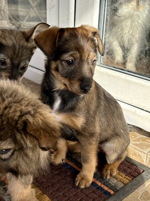 Sani möchte gerne Dein Herz erobern, Mischling Welpen - Hündin