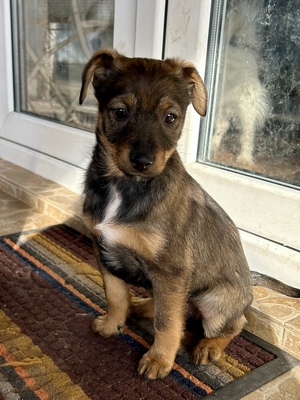 Sani möchte gerne Dein Herz erobern, Mischling Welpen - Hündin