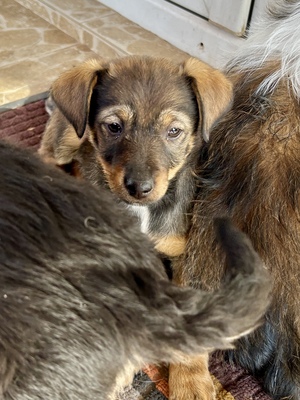 Sani möchte gerne Dein Herz erobern, Mischling Welpen - Hündin