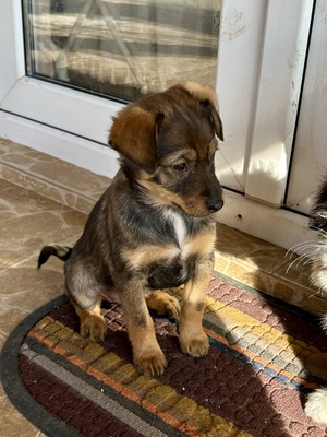 Sani möchte gerne Dein Herz erobern, Mischling Welpen - Hündin