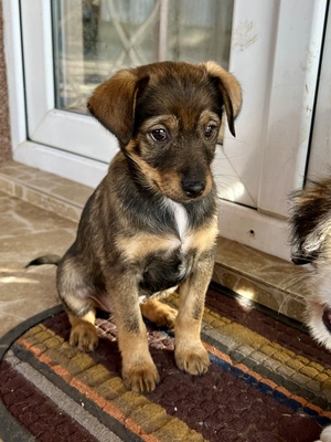 Sani möchte gerne Dein Herz erobern, Mischling Welpen - Hündin