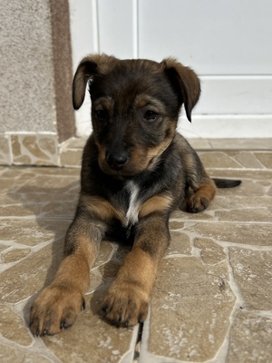 Sani möchte gerne Dein Herz erobern, Mischling Welpen - Hündin