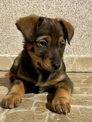 Sani möchte gerne Dein Herz erobern, Mischling Welpen - Hündin