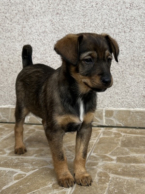 Sani möchte gerne Dein Herz erobern, Mischling Welpen - Hündin