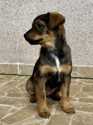 Sani möchte gerne Dein Herz erobern, Mischling Welpen - Hündin