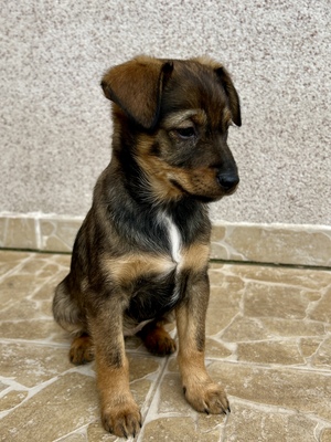 Sani möchte gerne Dein Herz erobern, Mischling Welpen - Hündin