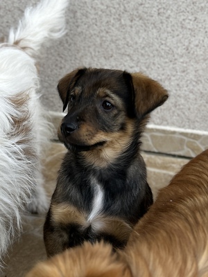 Sani möchte gerne Dein Herz erobern, Mischling Welpen - Hündin