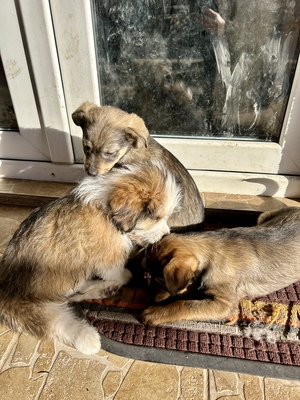 Sani möchte gerne Dein Herz erobern, Mischling Welpen - Hündin