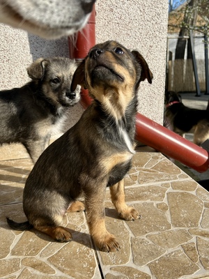 Sani möchte gerne Dein Herz erobern, Mischling Welpen - Hündin