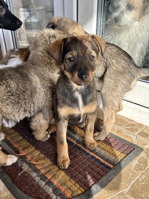 Sani möchte gerne Dein Herz erobern, Mischling Welpen - Hündin