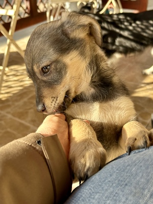 Sani möchte gerne Dein Herz erobern, Mischling Welpen - Hündin