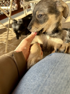 Sani möchte gerne Dein Herz erobern, Mischling Welpen - Hündin
