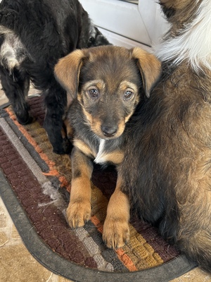 Sani möchte gerne Dein Herz erobern, Mischling Welpen - Hündin