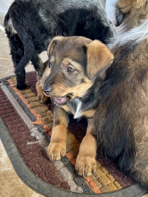 Sani möchte gerne Dein Herz erobern, Mischling Welpen - Hündin