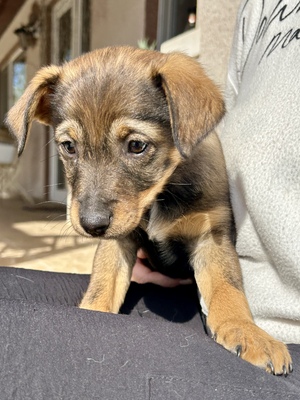 Sani möchte gerne Dein Herz erobern, Mischling Welpen - Hündin