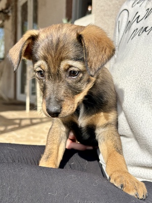 Sani möchte gerne Dein Herz erobern, Mischling Welpen - Hündin