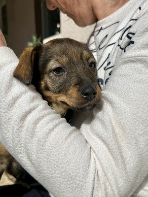 Sani möchte gerne Dein Herz erobern, Mischling Welpen - Hündin