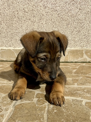 Sani möchte gerne Dein Herz erobern, Mischling Welpen - Hündin