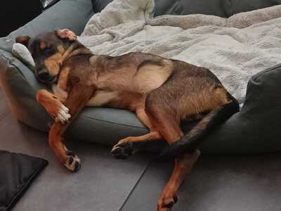 Sanio, Mischling Welpen - Rüde