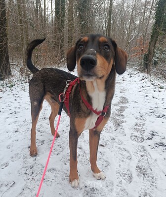 Sanio, Mischling Welpen - Rüde