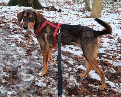 Sanio, Mischling Welpen - Rüde