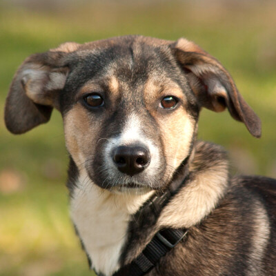 Sanita, Mischling - Hündin