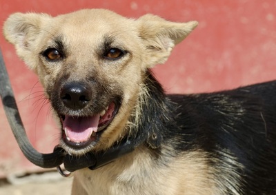 Sansa, Mix - Hündin