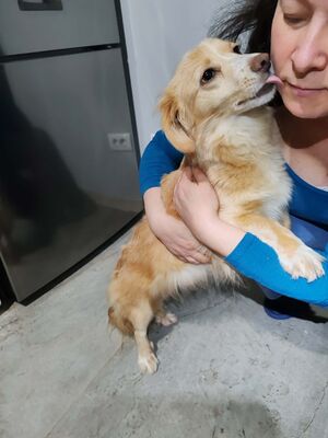 Sansa möchte endlich selbst ankommen dürfen, Mischling - Hündin