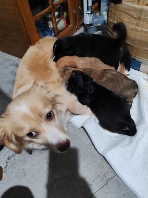 Sansa möchte endlich selbst ankommen dürfen, Mischling - Hündin