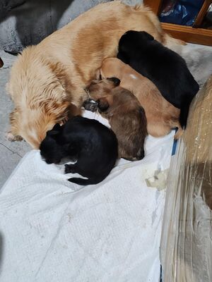 Sansa möchte endlich selbst ankommen dürfen, Mischling - Hündin