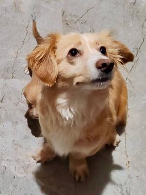 Sansa möchte endlich selbst ankommen dürfen, Mischling - Hündin