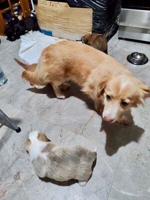 Sansa möchte endlich selbst ankommen dürfen, Mischling - Hündin