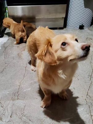 Sansa möchte endlich selbst ankommen dürfen, Mischling - Hündin