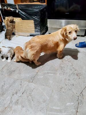 Sansa möchte endlich selbst ankommen dürfen, Mischling - Hündin